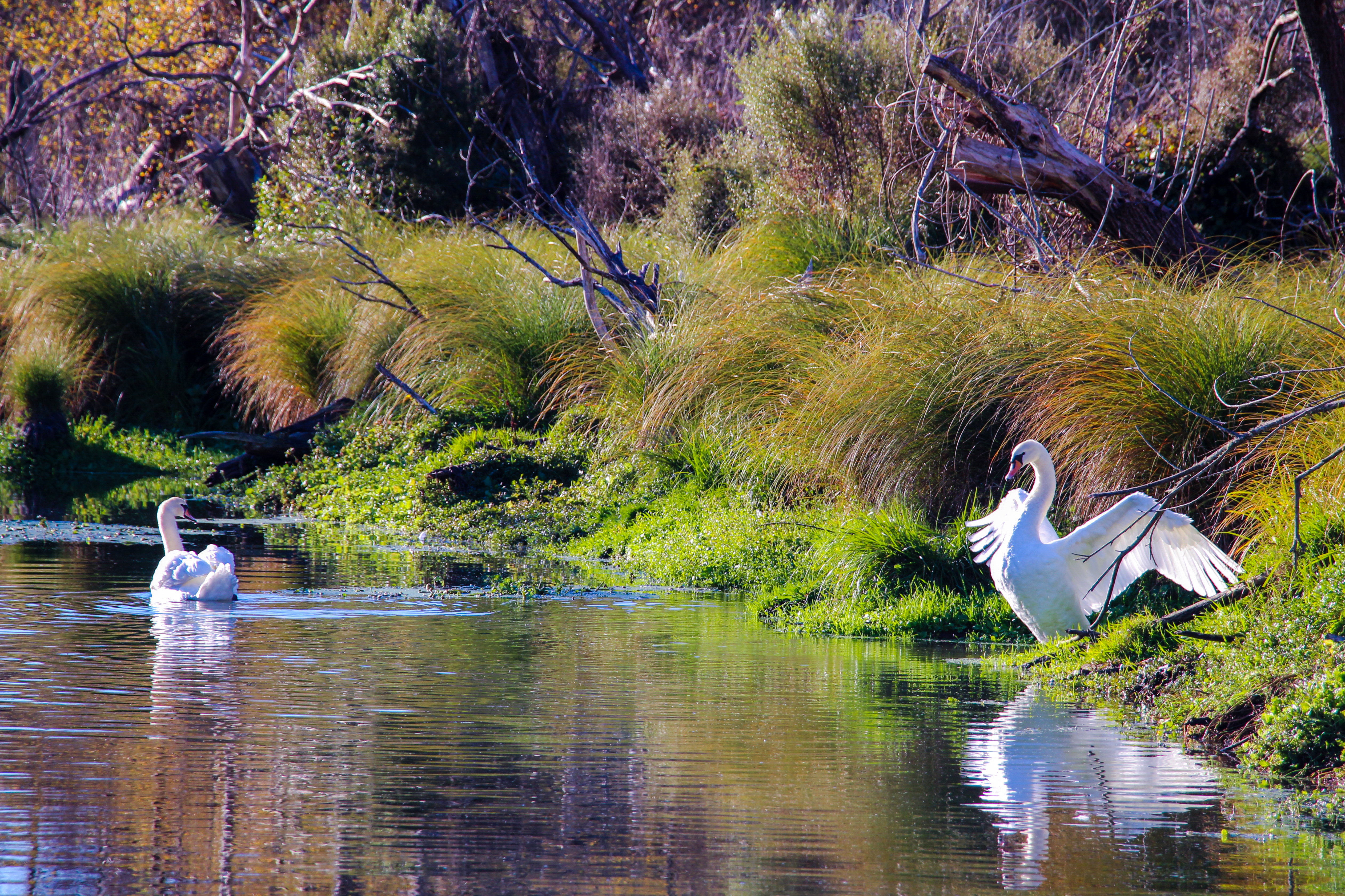 MuteSwans_YarrsLagoon_Hayes_May19 (7)