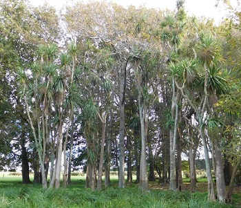 Inwood's Cabbage Trees