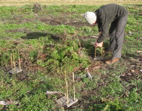 A person planting a tree in a patch of muddy ground