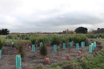 Restoration plantings at Yarrs Flat