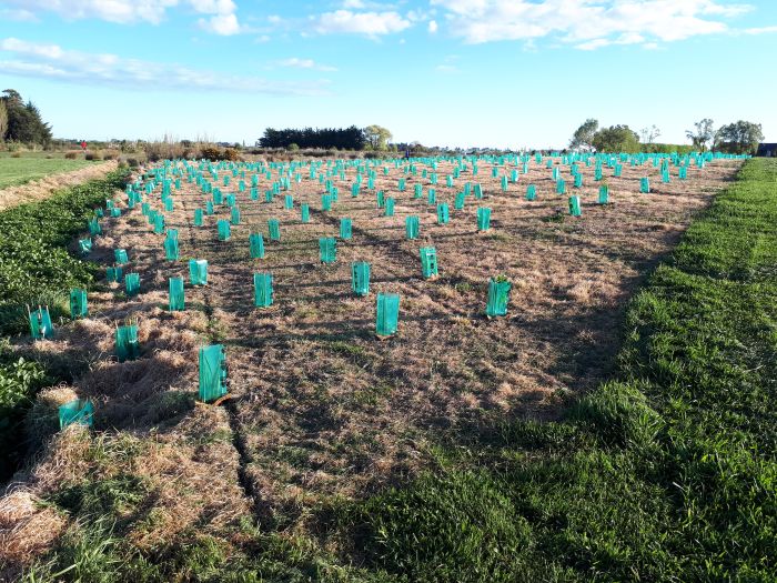 Plants in combi guards