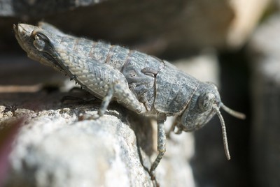 Alpine grasshopper