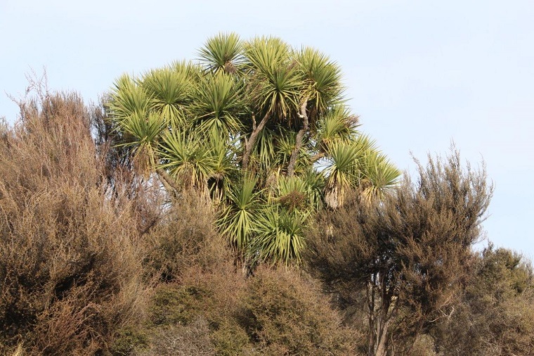 Cabbage tree and other native plants