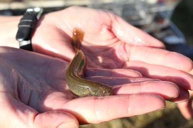 Canterbury mudfish