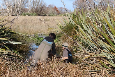 Surveying for Canterbury mudfish