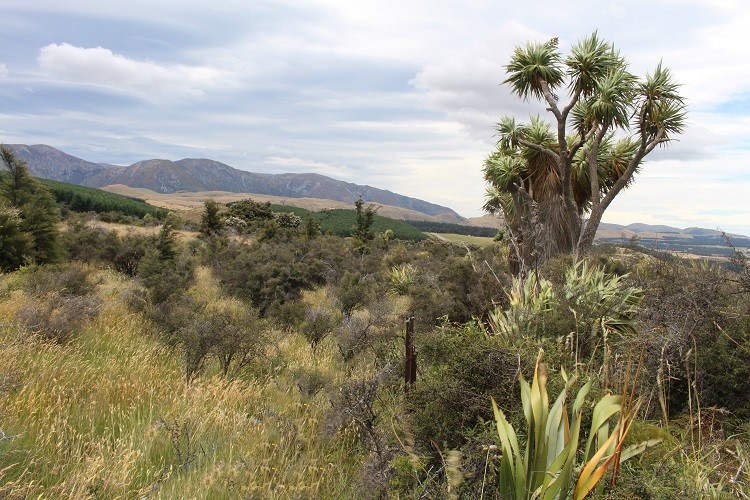 native vegetation