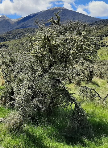 Matagouri bush