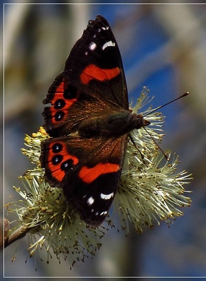 Red Admiral butterfly