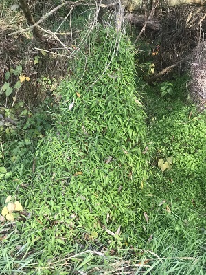 Urtica perconfusa - Swamp Nettle
