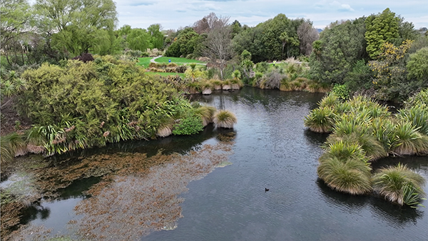 Photo of mill pond with native trees and vegetation in background