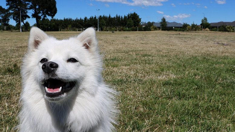 Close up showing the head and upper body of a white japanese spitz sitting in a park