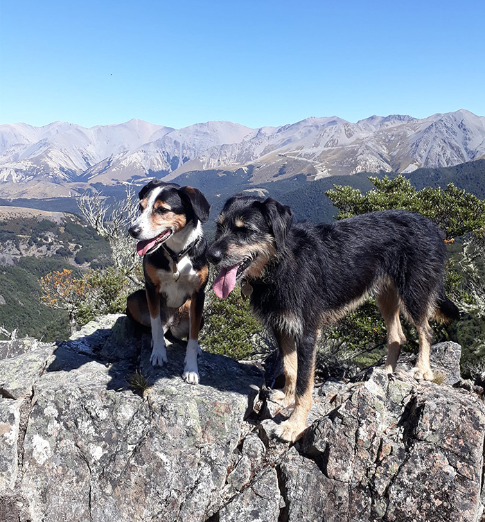 Two dogs standing on top of hill 