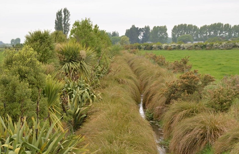 A narrow water way with grasses and native vegetation either side and fields beyond