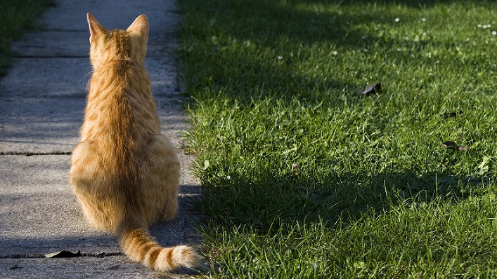 A ginger coloured cat sits with its back turned on a pavement next to a strip of grass