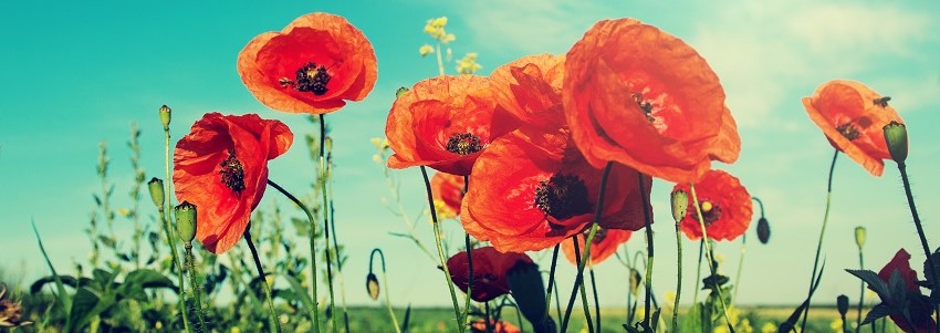 Poppies