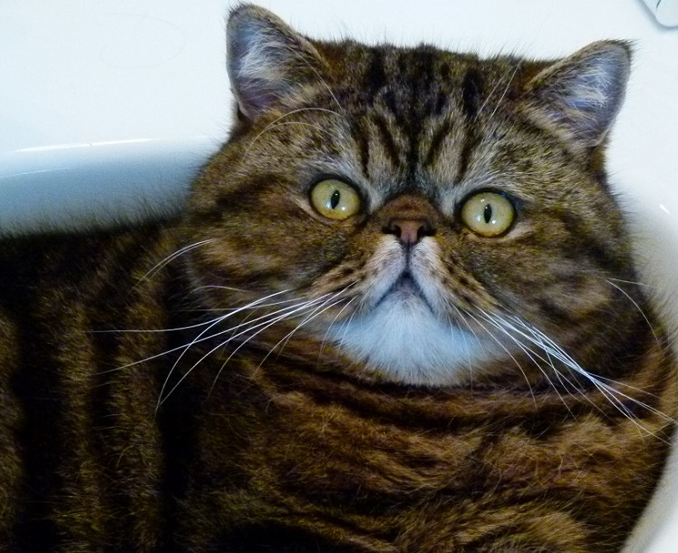 close up of a brown cat with a surprised look on its face