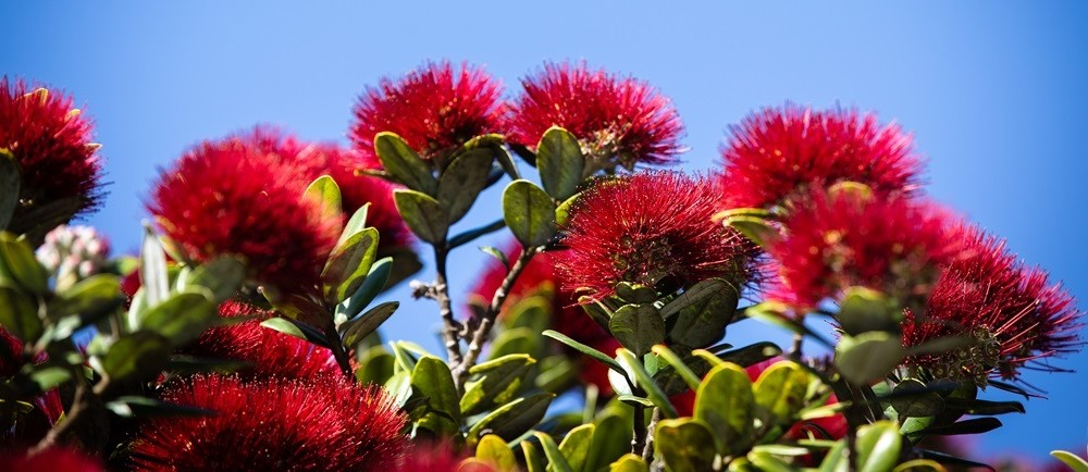 Close up of pohutukawa red flowers