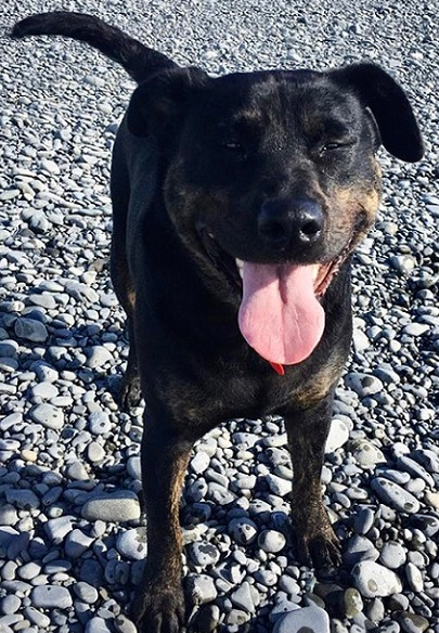 A black dog stands on a stony river bank with eyes closed and tongue panting in joy