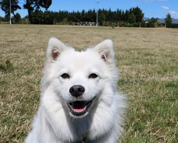 Samoyed dog in Rolleston dog park