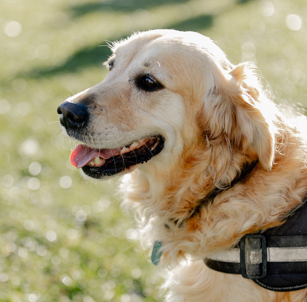 Close up of a gorgeous long haired golden labrador