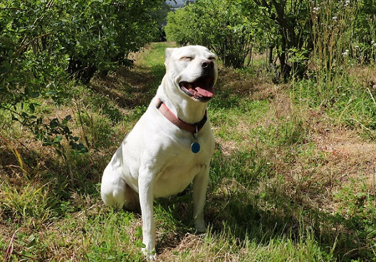 image of a smiling white bull terrier who is a good boy, yes he is, sitting in a vineyard