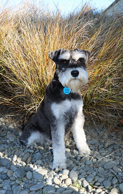 A miniature schnauzer wearing the blue One Tag