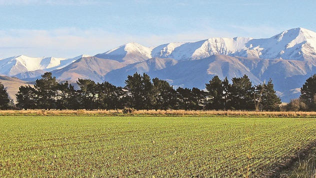 A green farm paddock of newly sprouting plants in front of a range of snowy mountains