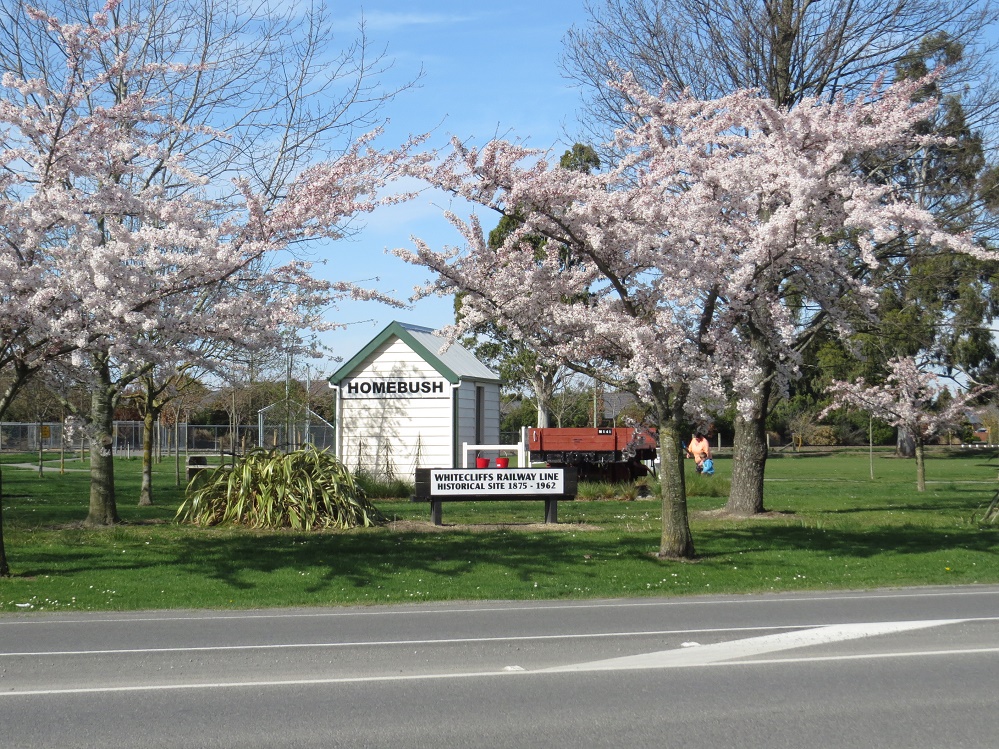 Cherry trees in blossom and a historic railway shed in Darfield