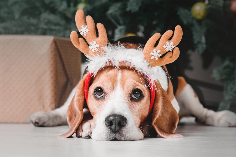 a glum looking beagle in a reindeer horn head band in front of a christmas tree