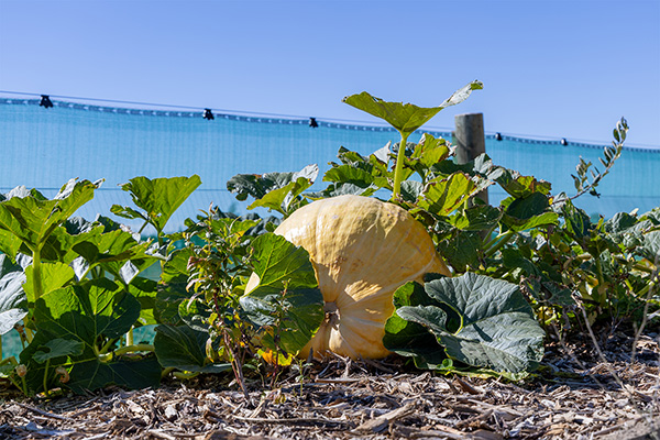Yellow pumpkin 