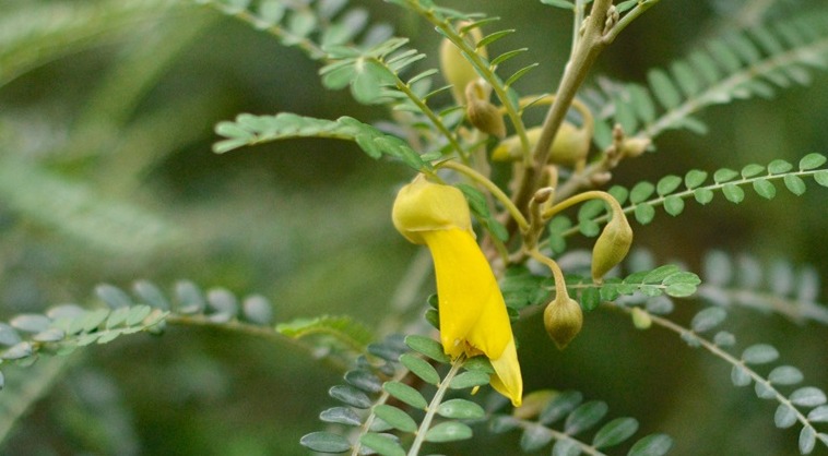 Sophora Dragon's Gold Plant
