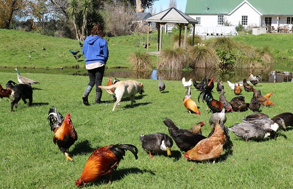 A woman in a blue hoodie walks with a labrador among a crowd of chickens and ducks  
