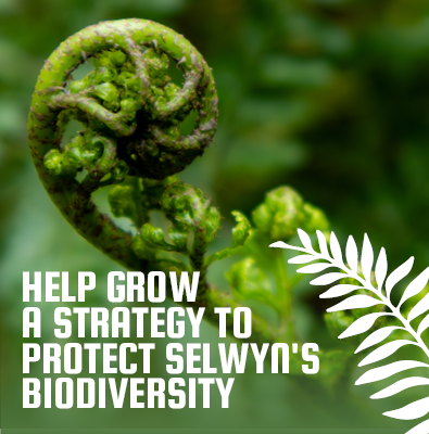 close up of a fern with the text help grow a strategy to protect Selwyn's biodiversity