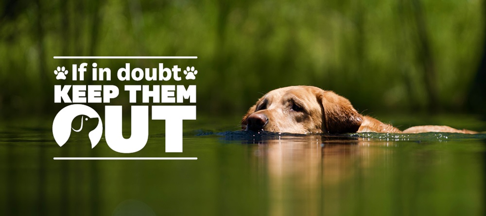 Dog swimming in lake