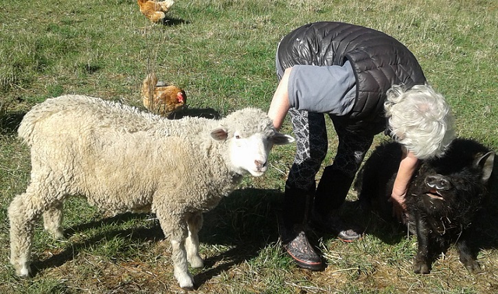 Grey haired woman in gumboots and a black gilet bent over scratching a pigs belly and a stroking a sheep