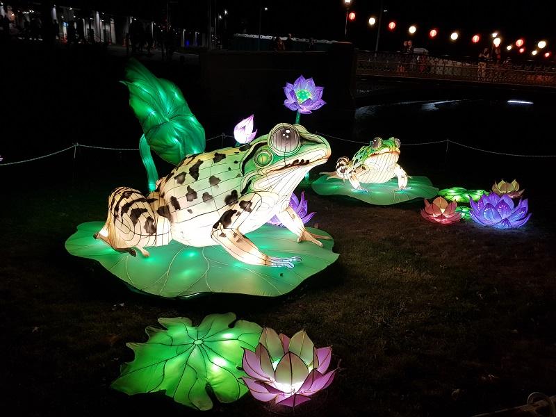 Two lanterns in the shape of frogs sitting on lily pads float on a pond at night alongside lit up flower lanterns