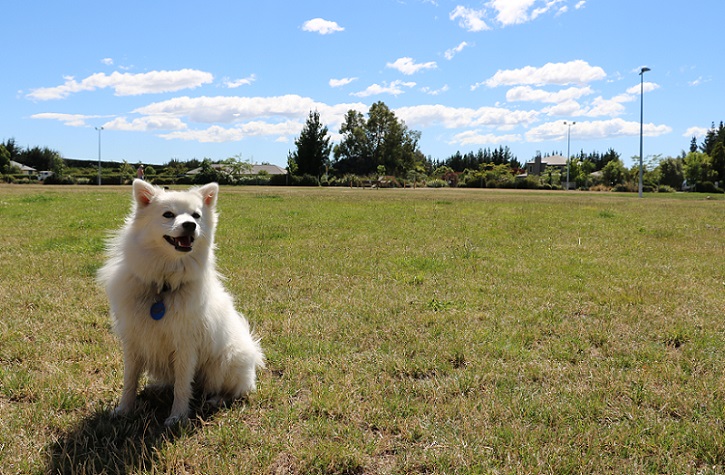 A white dog sits in a field