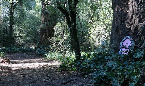 A purple door sits in ivy at the base of a tree trunk next to a forest path