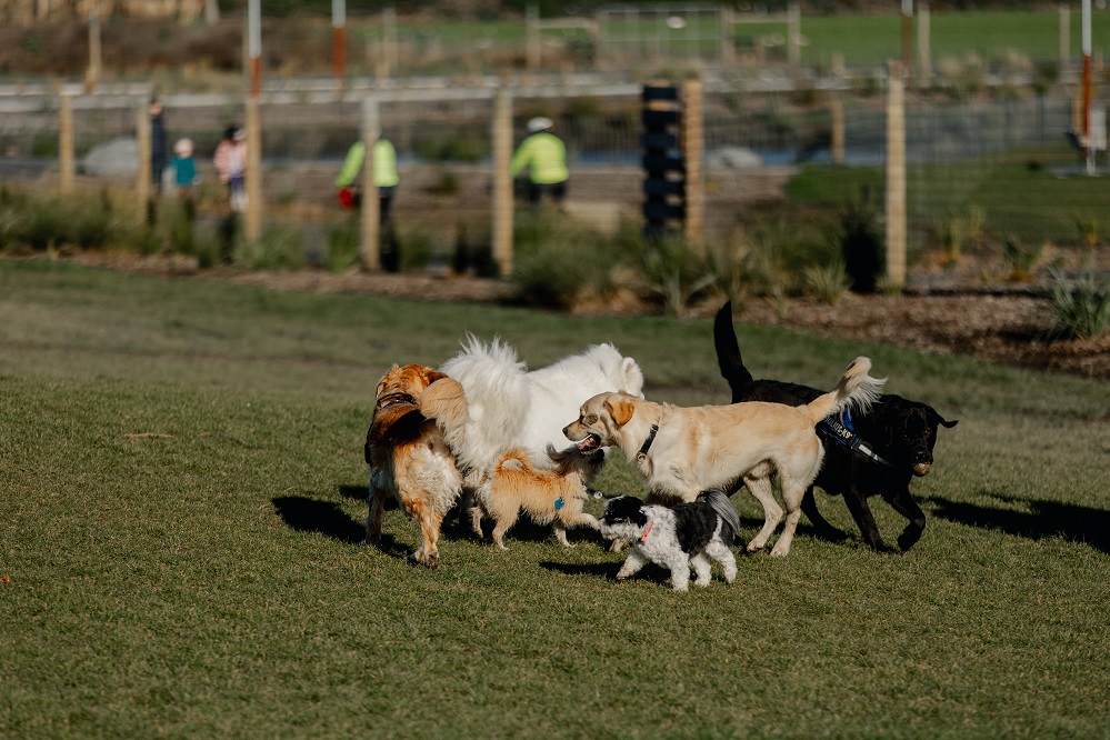 A group of dogs of different breeds playing together at Kakaha Park
