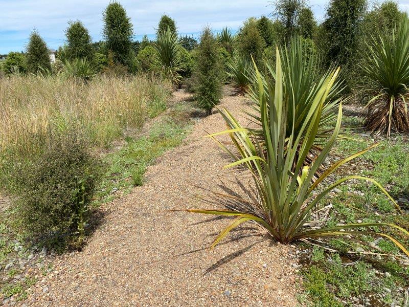 a dirt path through a patch of trees and shrubs