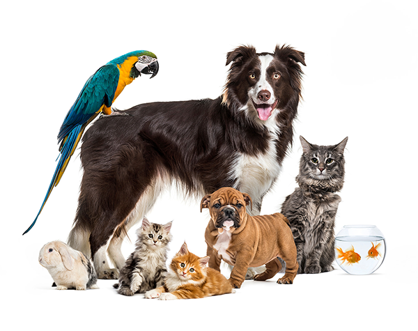 range of animals in pet expo