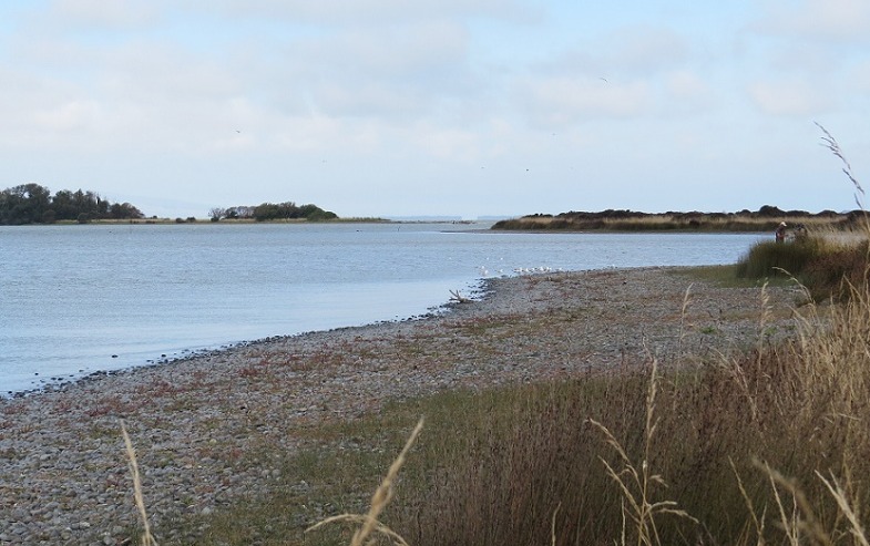 Looking across Lake Ellesmere from grass and bank