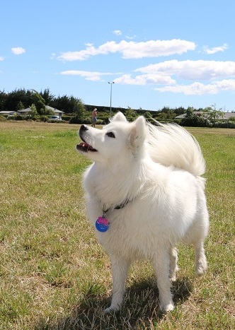A white dog in Foster Dog Park