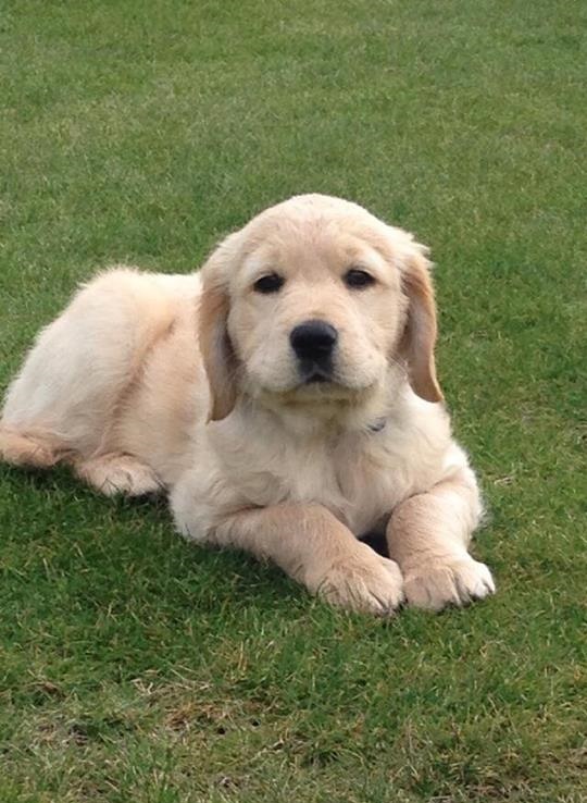 picture of a Labrador retriever puppy lying on some grass
