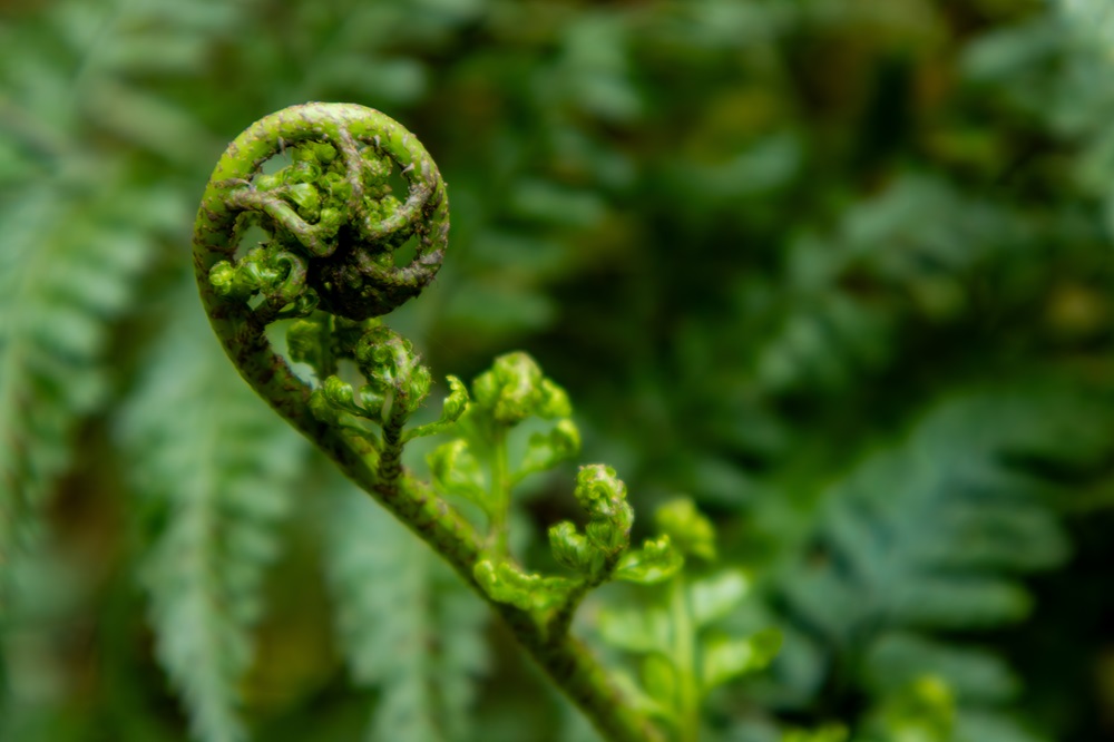 Koru