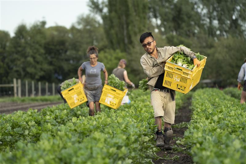 Two people working in a commercial vegetable garden