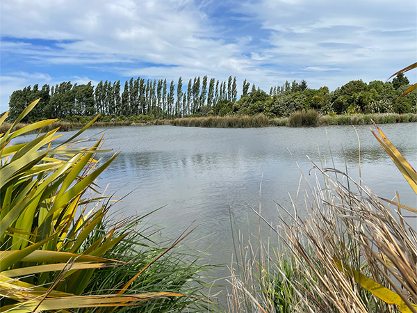 lake with trees and flax plants around it