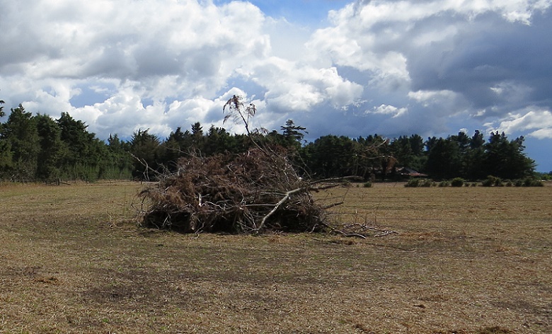 A pile of dead branches sits in the middle of a dry field