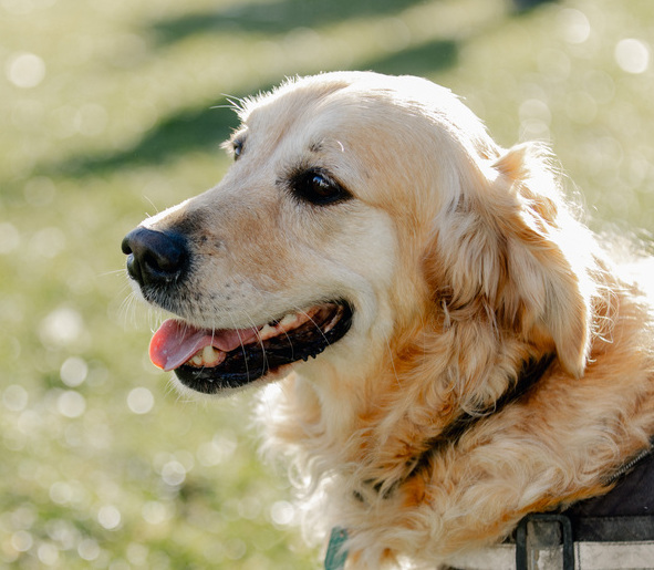 Close up of a smiling golden retriever with grass in the background