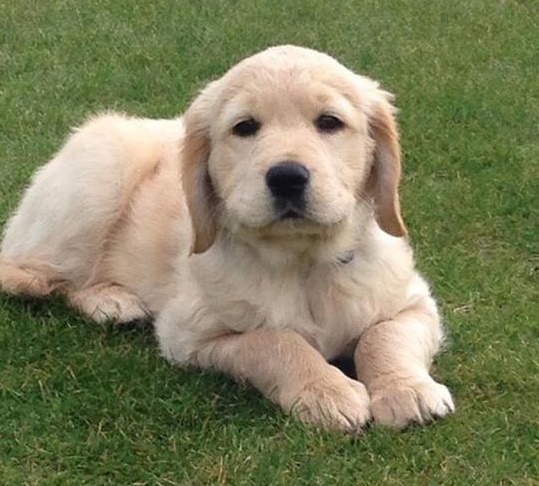A Labrador retriever puppy lying on some grass